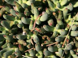 Cotyledon orbiculata var. orbiculata