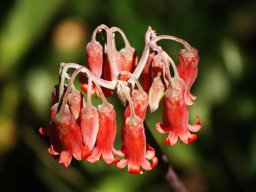 Cotyledon orbiculata flowers