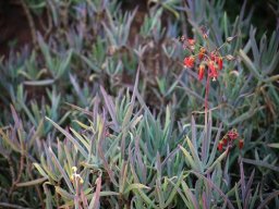 Cotyledon barbeyi