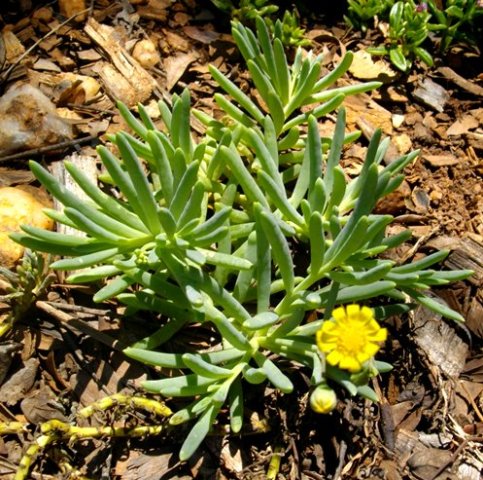 Crassothonna capensis, a young plant