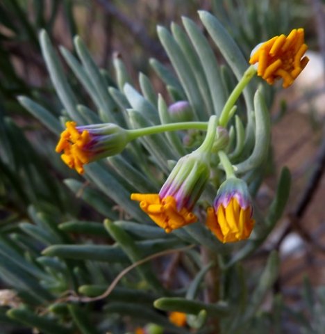 Crassothonna cylindrica, ossierapuis old flowerheads