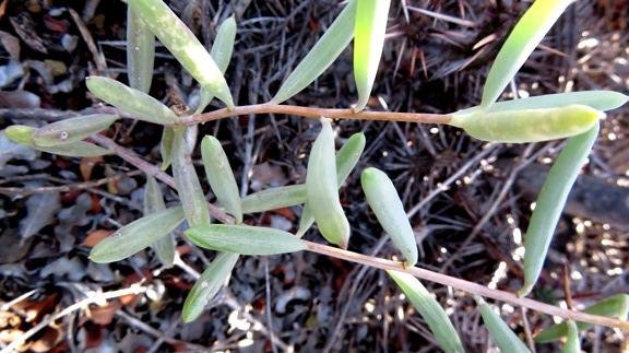 Crassothonna cylindrica leaves
