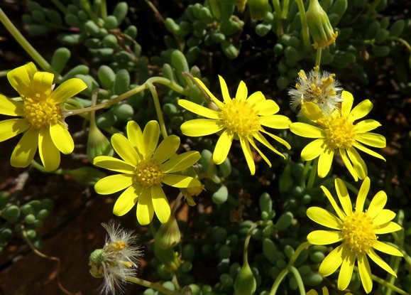 Crassothonna sedifolia