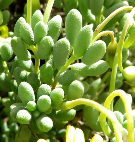Crassothonna sedifolia leaves