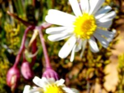 Crassothonna alba flowerheads