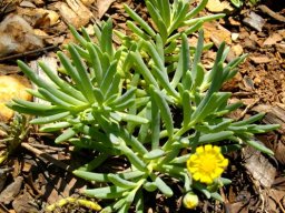 Crassothonna capensis, a young plant