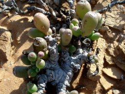 Crassothonna clavifolia