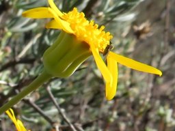 Crassothonna cylindrica flowerhead profile