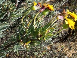 Crassothonna cylindrica flowerhead peduncles