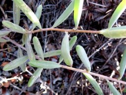 Crassothonna cylindrica leaves
