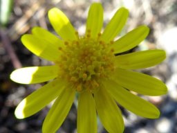 Crassothonna cylindrica flowerhead