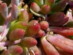 Crassothonna capensis leaves