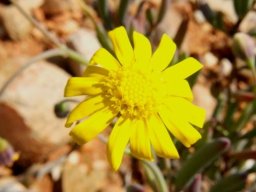 Crassothonna cylindrica flowerhead