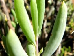 Crassothonna cylindrica leaves