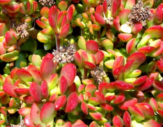 Crassula atropurpurea var. anomala