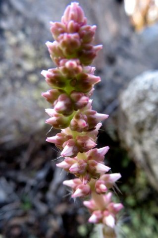 Crassula barbata young thyrse
