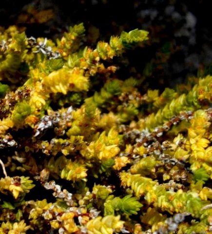 Crassula campestris leaves