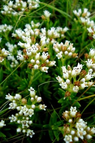 Crassula dependens