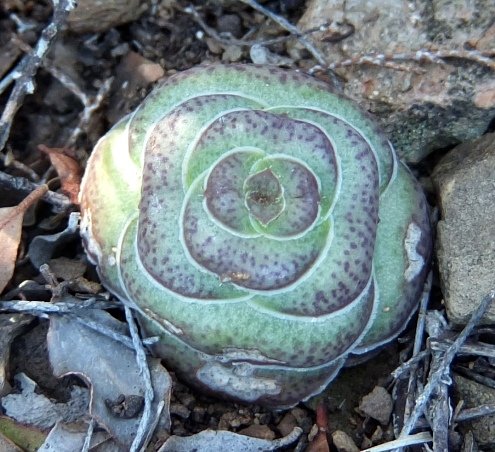 Crassula hemisphaerica leaves