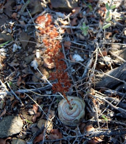 Crassula hemisphaerica