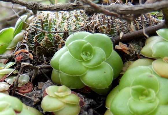 Crassula orbicularis, not all bright green rosettes 