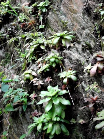 Crassula orbicularis