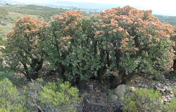 Crassula ovata