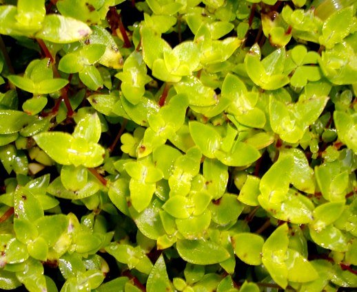 Crassula pellucida yellowish leaves