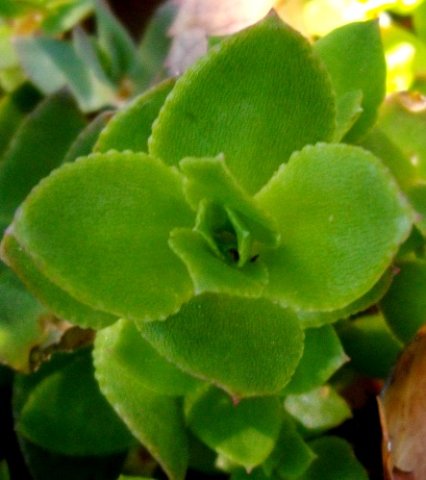 Crassula pellucida