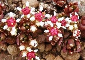 Crassula peploides