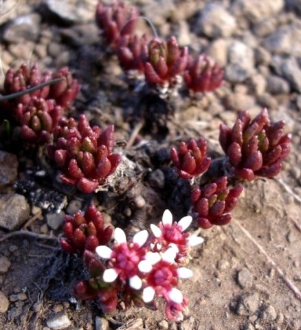 Crassula peploides leaves and flowers