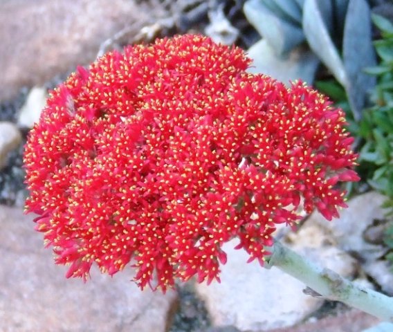 Crassula perfoliata
