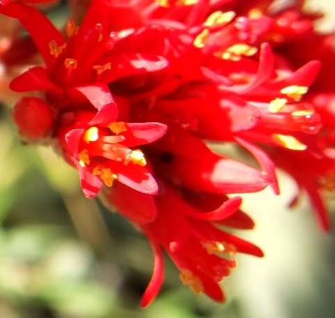 Crassula perfoliata var. minor