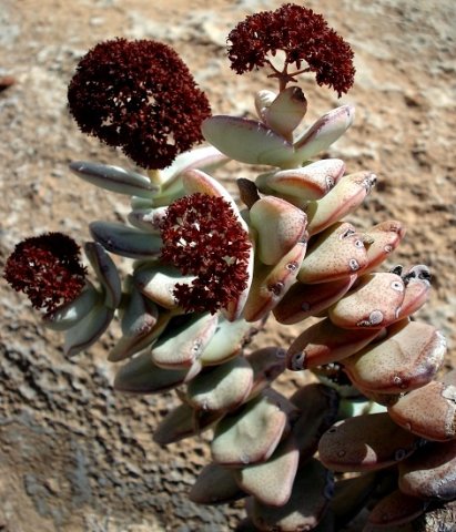 Crassula sladenii dry inflorescences