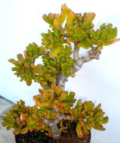Crassula ovata, the Shrek&#039;s ears version