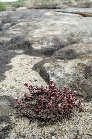 Crassula setulosa