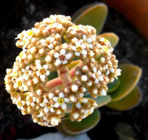 Crassula swaziensis inflorescence