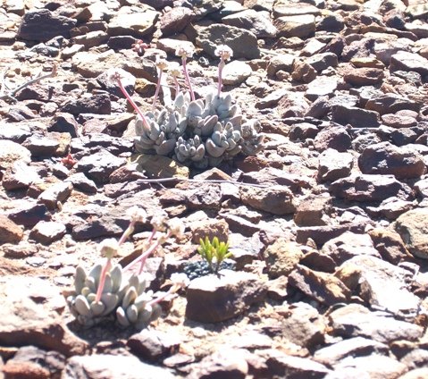 Crassula tecta undaunted