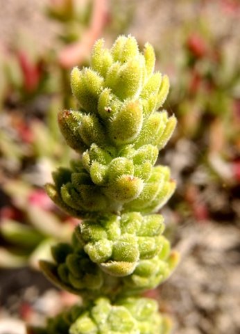 Crassula tomentosa var. tomentosa inflorescence tip
