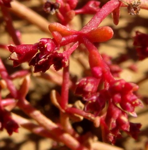 Crassula vaillantii leaves paler than the rest