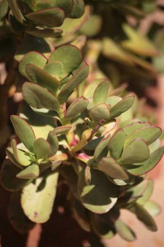 Crassula species, maybe ovata