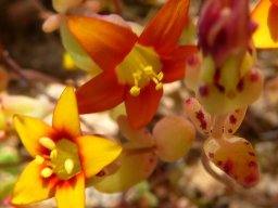 Crassula dichotoma leaf blotches and flower colours
