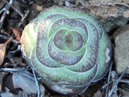Crassula hemisphaerica leaves