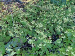 Crassula nemorosa making merry