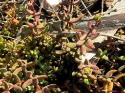 Crassula subaphylla var. subaphylla flowers starting