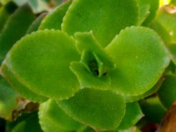 Crassula pellucida