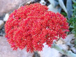 Crassula perfoliata
