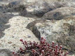 Crassula setulosa