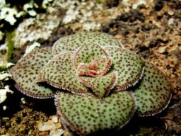 Crassula setulosa var. setulosa forma setulosa spotted leaf rosette