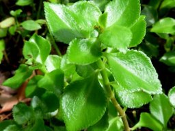 Crassula spathulata leaves